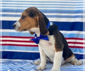 Beagle Puppy for sale in LANCASTER, PA, USA