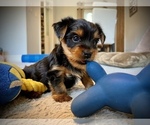 Small Photo #2 Yorkshire Terrier Puppy For Sale in PALM BAY, FL, USA