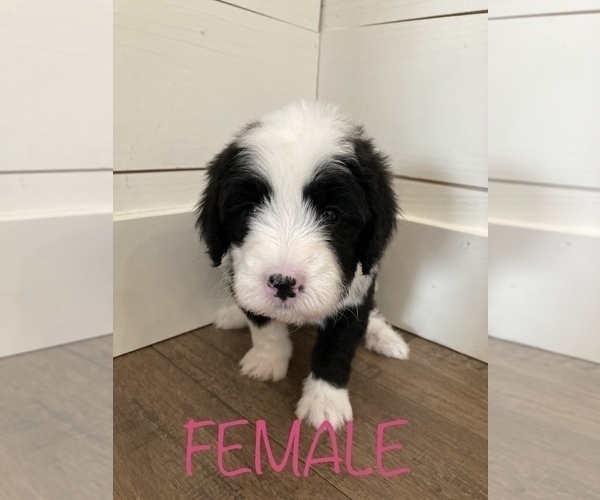 Medium Photo #1 Sheepadoodle Puppy For Sale in CANYON, TX, USA