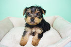 Small Photo #5 Yorkshire Terrier Puppy For Sale in LA MIRADA, CA, USA
