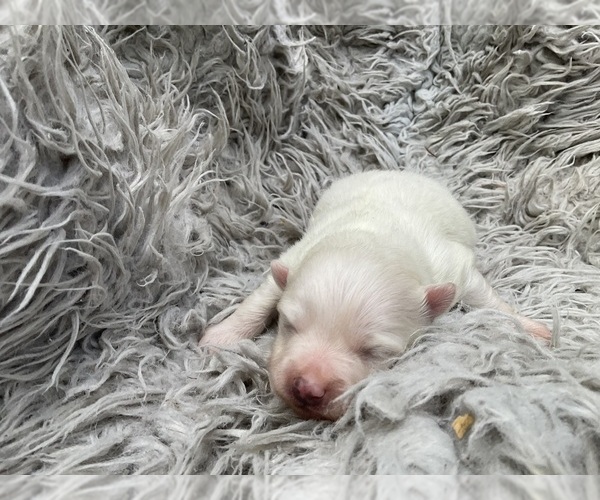 Medium Photo #7 Pomeranian Puppy For Sale in MIDDLEBORO, MA, USA