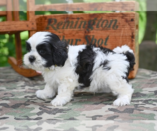 Medium Photo #6 Shih Tzu Puppy For Sale in MILLERSBURG, OH, USA