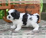 Small #5 Shih Tzu