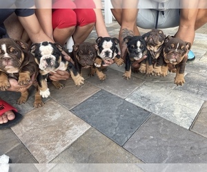 English Bulldog Puppy for sale in NAPLES, FL, USA