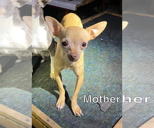 Mother of the Chihuahua puppies born on 08/21/2022