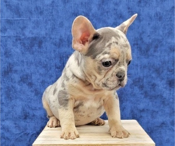 Medium Photo #4 French Bulldog Puppy For Sale in BLAKESBURG, IA, USA