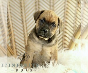Boxador Puppy for sale in NEW HOLLAND, PA, USA