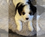 Puppy Smeagle Cavachon
