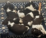Small English Springer Spaniel