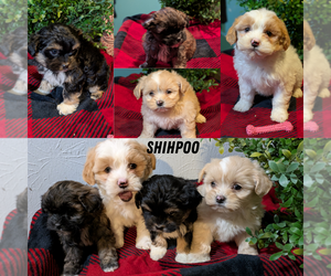 Medium ShihPoo