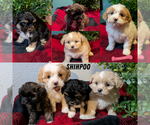 Small ShihPoo