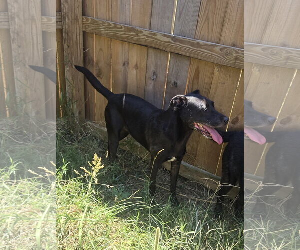 Medium Photo #3 Labrador Retriever-Unknown Mix Puppy For Sale in Jackson, MS, USA