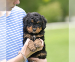 Small Photo #25 Bernedoodle Puppy For Sale in FREDERICKSBURG, OH, USA