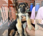 Small #1 German Shepherd Dog