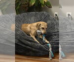 Small #9 Labrador Retriever Mix