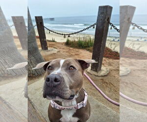 American Pit Bull Terrier Dogs for adoption in Chandler, AZ, USA