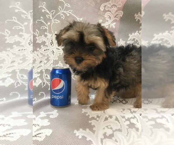Medium Photo #1 Yorkshire Terrier Puppy For Sale in STKN, CA, USA