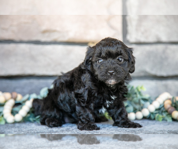 Medium Photo #11 Poovanese Puppy For Sale in SUGARCREEK, OH, USA