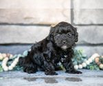 Small Photo #11 Poovanese Puppy For Sale in SUGARCREEK, OH, USA