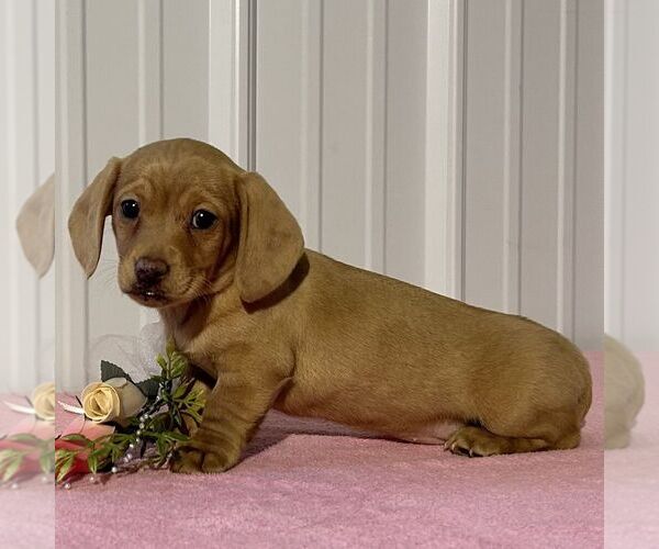 Medium Photo #3 Dachshund Puppy For Sale in FREDONIA, PA, USA