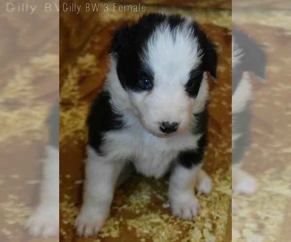 Medium Photo #12 Border Collie Puppy For Sale in WHITE SALMON, WA, USA