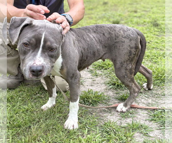 Medium Photo #5 American Pit Bull Terrier Puppy For Sale in Virginia Beach, VA, USA