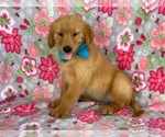 Small #2 Golden Retriever