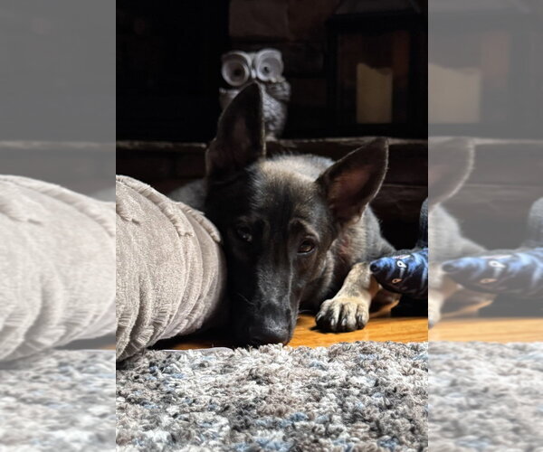 Medium Photo #5 German Shepherd Dog-Unknown Mix Puppy For Sale in Imlay City, MI, USA