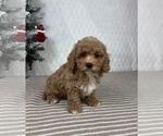 Small #4 Cavapoo (Miniature)