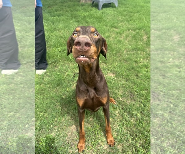 Medium Photo #8 Doberman Pinscher Puppy For Sale in Houston, TX, USA