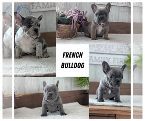 French Bulldog Litter for sale in GOSHEN, IN, USA