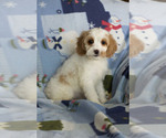 Small Photo #1 Cavapoo Puppy For Sale in MILWAUKEE, WI, USA