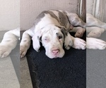 Small Photo #2 Great Dane Puppy For Sale in FONTANA, CA, USA