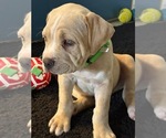 Puppy Bluey Cane Corso