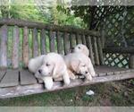 Small Photo #30 Golden Retriever Puppy For Sale in MILLVILLE, MA, USA