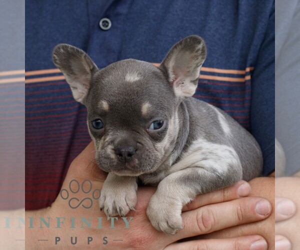 Medium Photo #3 French Bulldog Puppy For Sale in NARVON, PA, USA
