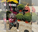 Small Photo #3 American Pit Bull Terrier-Unknown Mix Puppy For Sale in Germantown, OH, USA
