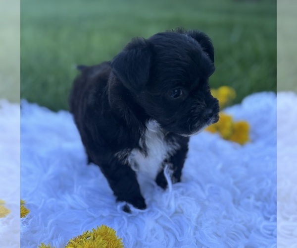 Medium Photo #14 Morkie Puppy For Sale in ROCK STREAM, NY, USA
