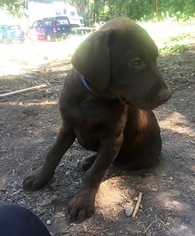 Labrador Retriever Puppy for sale in OLALLA, WA, USA