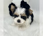 Small #20 Maltipoo