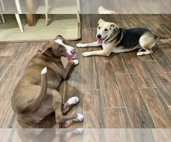 Medium Photo #9 Labrador Retriever-Unknown Mix Puppy For Sale in Houston, TX, USA
