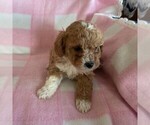 Small Photo #4 Cavapoo Puppy For Sale in ARTHUR, IL, USA