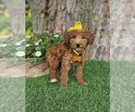 Small #6 Goldendoodle-Poodle (Miniature) Mix