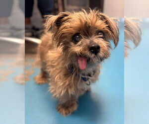 Mutt Dogs for adoption in Muskegon, MI, USA