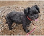 Small #1 Shih Tzu
