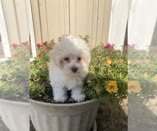 Medium Photo #5 Maltese Puppy For Sale in FREDONIA, KS, USA