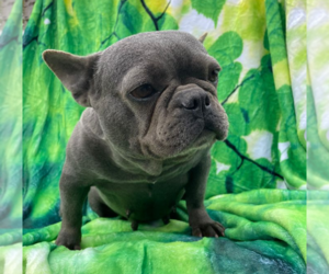 French Bulldog Puppy for Sale in LANCASTER, Pennsylvania USA