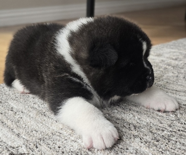 Medium Photo #25 Akita Puppy For Sale in STRAFFORD, MO, USA