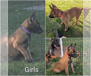 Belgian Malinois Puppy for sale in OSHKOSH, WI, USA