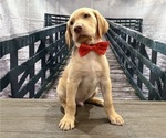 Small Photo #22 Labrador Retriever Puppy For Sale in ALAFAYA, FL, USA